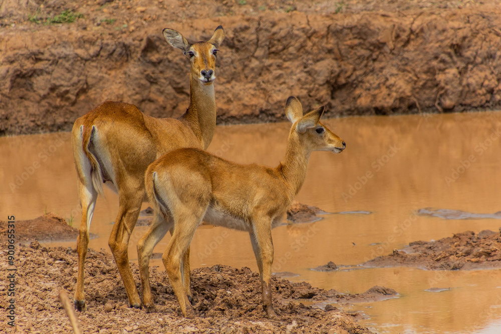 Ugandan Kob (Kobus kob thomasi) in Murchison Falls national park, Uganda Ugandan Kob (Kobus kob thomasi) in Murchison Falls national park, Uganda