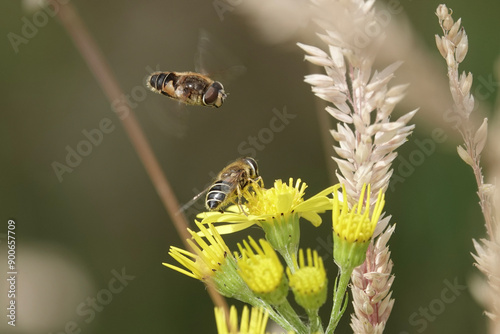 The hoverfly Eristalis nemorum, showing the distinctive courtship where the male hovers over a foraging female photo