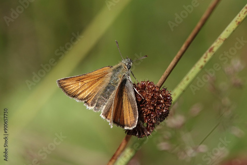 Small Skipper butterfly (Thymelicus sylvestris) photo