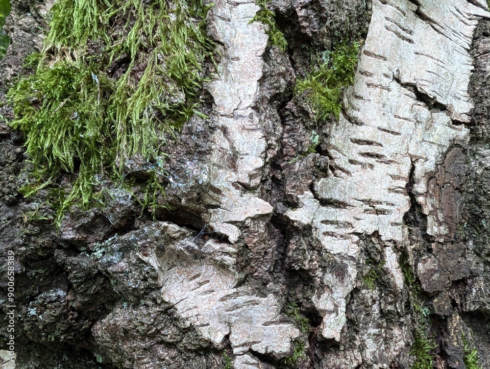 An old mossy trunk of a birch tree An old mossy trunk of a birch tree