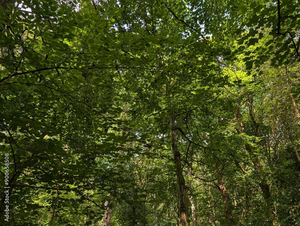 The canopy of a British broadleaf woodland The canopy of a British broadleaf woodland