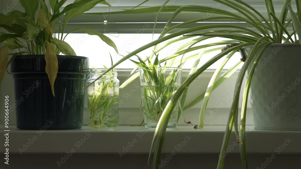 Houseplants in various containers on windowsill Houseplants in various containers on windowsill