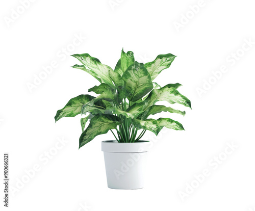 Calathea plant with variegated leaves