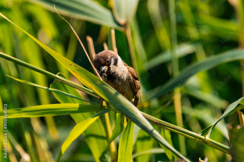 Sparrow sitting on a plant with a caterpillar in its mouth Sparrow sitting on a plant with a caterpillar in its mouth