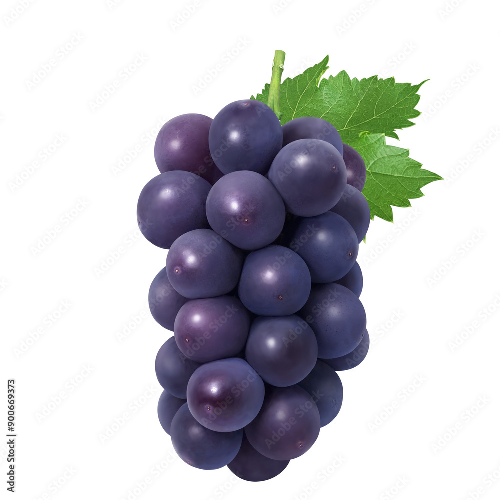 Fototapeta premium 巨峰 イラスト リアル 葡萄
