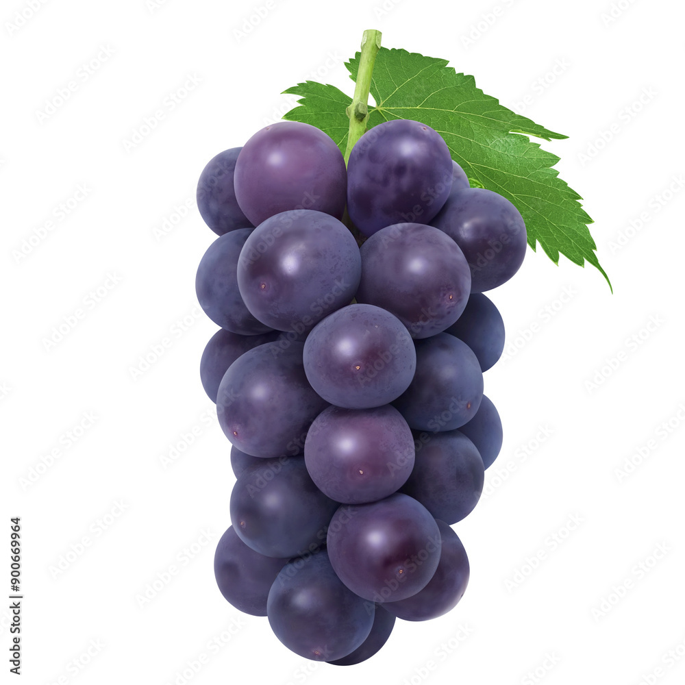 Fototapeta premium 巨峰 イラスト リアル 葡萄