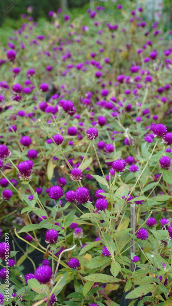 Obraz premium Group of beautiful purple flowers or Globe Amaranth flowers in the garden 