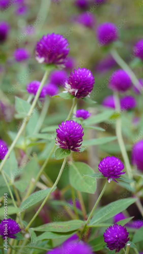 Group of beautiful purple flowers or Globe Amaranth flowers in the garden
Group of beautiful purple flowers or Globe Amaranth flowers in the garden