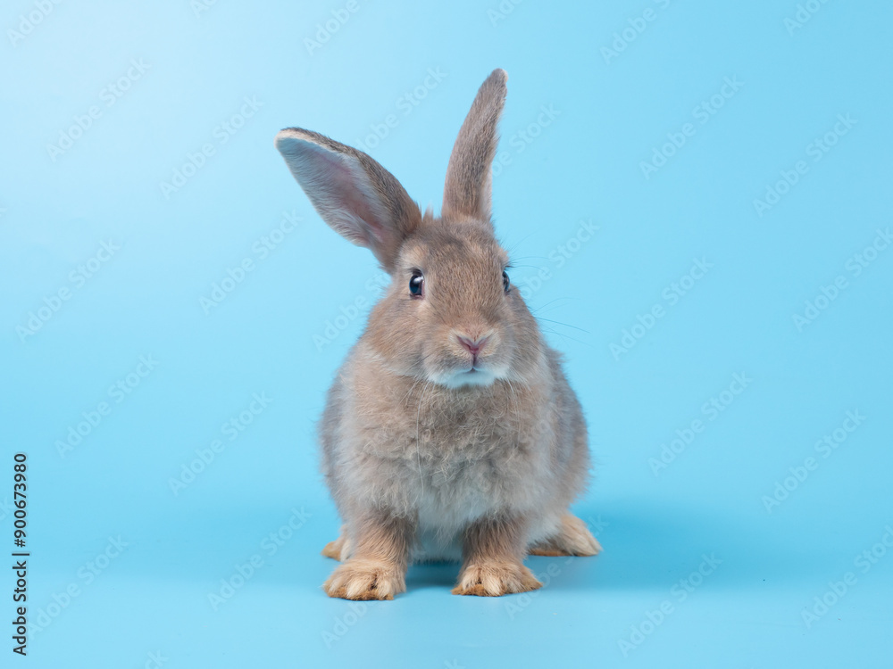 Front view of gray rabbit standing on blue background. Lovely action of young rabbit. Front view of gray rabbit standing on blue background. Lovely action of young rabbit.