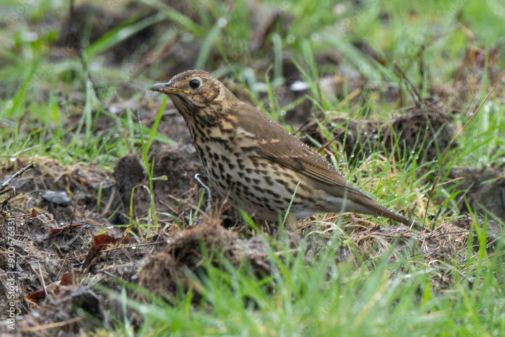 Grive musicienne,.Turdus philomelos, Song Thrush Grive musicienne,.Turdus philomelos, Song Thrush