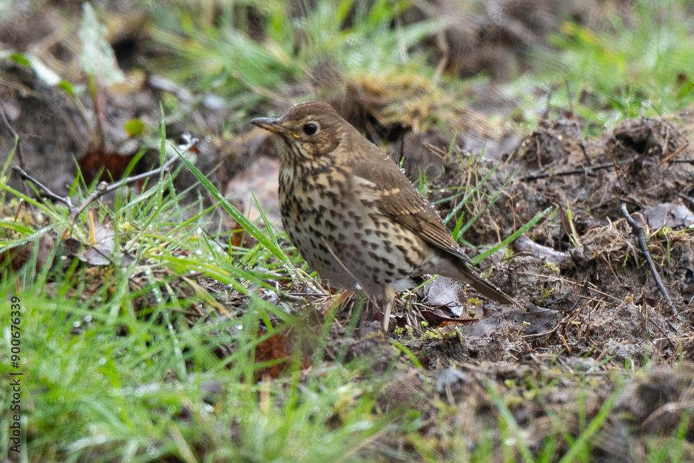 Grive musicienne,.Turdus philomelos, Song Thrush Grive musicienne,.Turdus philomelos, Song Thrush