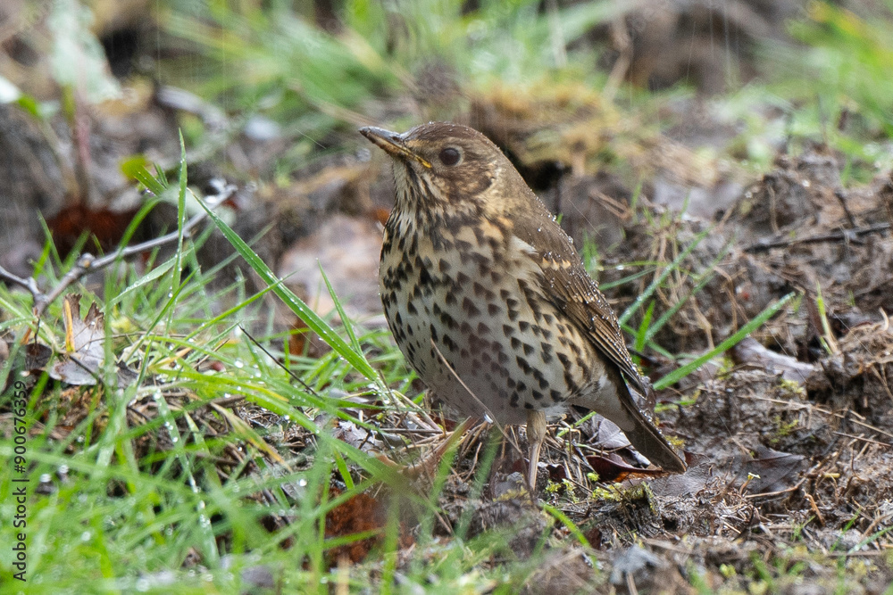 Grive musicienne,.Turdus philomelos, Song Thrush Grive musicienne,.Turdus philomelos, Song Thrush