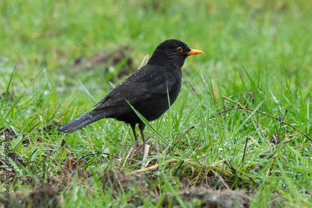 Merle noir,.Turdus merula, Common Blackbird Merle noir,.Turdus merula, Common Blackbird