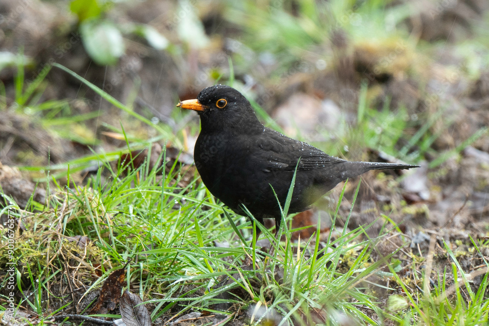 Merle noir,.Turdus merula, Common Blackbird Merle noir,.Turdus merula, Common Blackbird