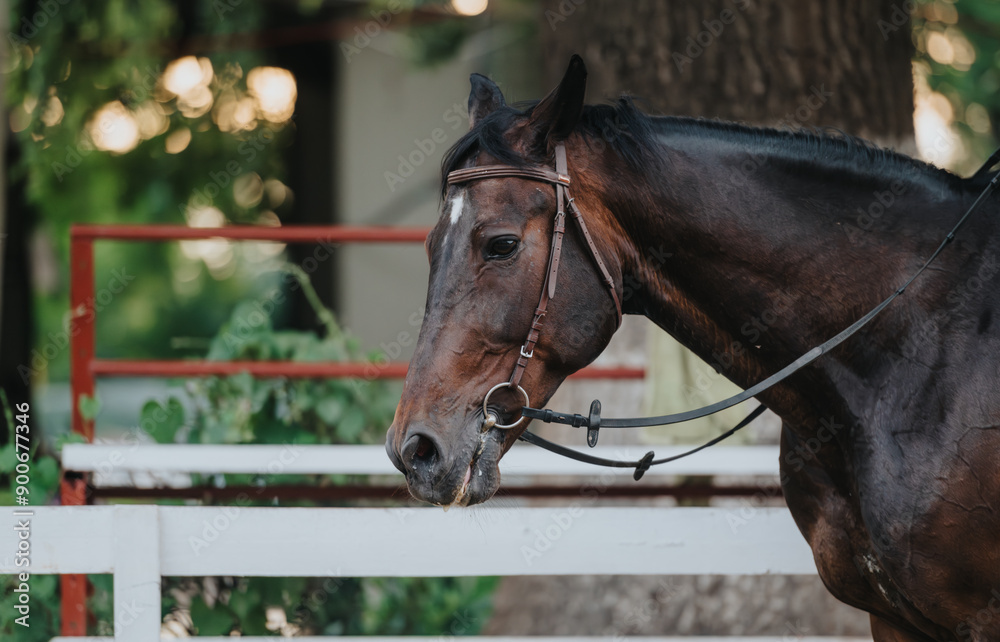 Fototapeta premium Close-up shot of a majestic brown horse wearing a bridle, standing in a paddock with a white fence and green foliage in the background.