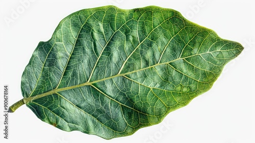 Close-up of a vibrant green leaf showcasing its detailed texture and veins, perfect for nature-themed designs.