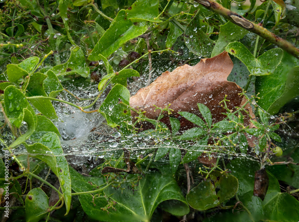 Wet green leaves after a heavy rain