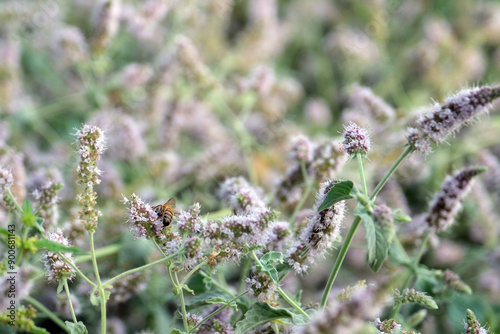 A scented meadow view with the honey bee. Flowers of the Mentha longifoliaplant also known as rookmint or fillymint. Landscape with lilac-dominated grasses and flowers. Focused on the bee. photo