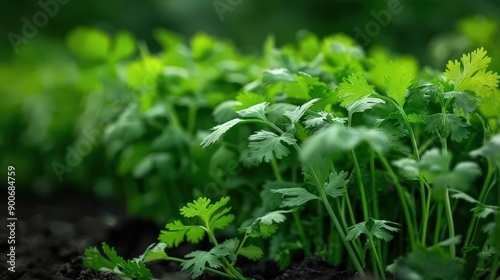 Fresh and vibrant cilantro leaves growing in rich soil, showcasing healthy green foliage, ideal for culinary and gardening themes.