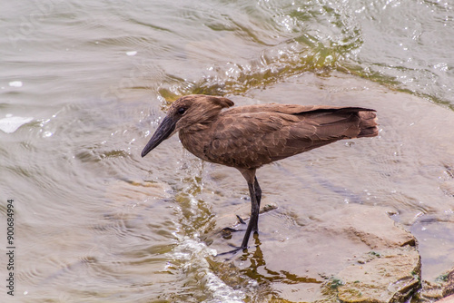 Hamerkop (Scopus umbretta) near Kazinga Channel, Uganda photo