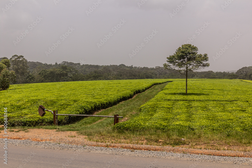 Fototapeta premium Tea plantations near Kitozho village, Uganda