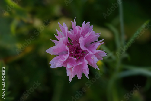 Cornflower, or Bachelor's button, pink