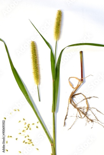 Fotografie Herbarium. Green bristle grass, its leaves, stem and root system.