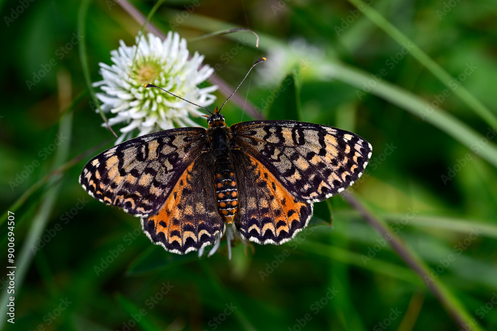 Roter Scheckenfalter - Weibchen auf Kleeblüte // Spotted fritillary - female (Melitaea didyma) - Bosnien und Herzegowina Roter Scheckenfalter - Weibchen auf Kleeblüte // Spotted fritillary - female (Melitaea didyma) - Bosnien und Herzegowina