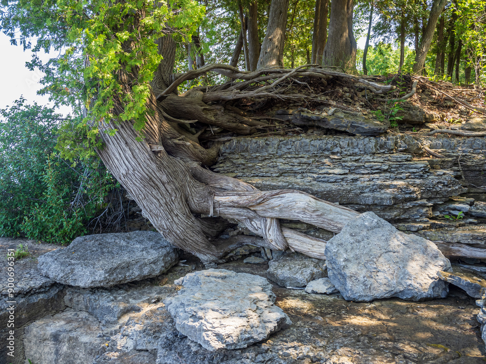 Tree roots clinging to cliffs with sun rays lighting up the trunks and the greenery behind. Tree roots clinging to cliffs with sun rays lighting up the trunks and the greenery behind.