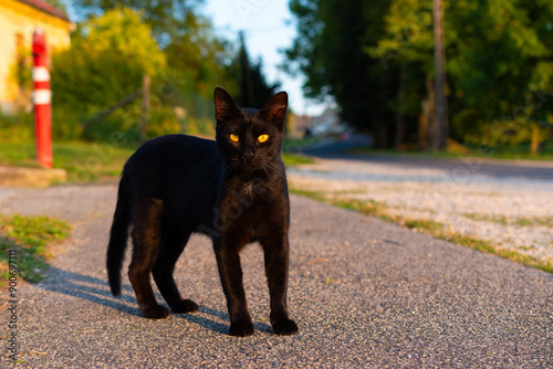 black cat