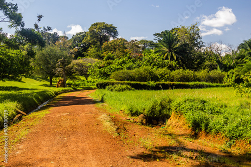 Landscape of Entebbe Botanical Gardens, Uganda