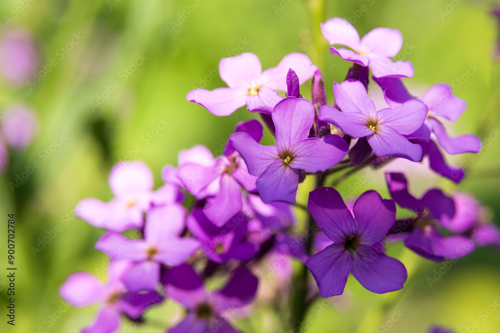 Purple violet flowers in the rays of the setting sun. Hesperis matronalis. Purple violet flowers in the rays of the setting sun. Hesperis matronalis.