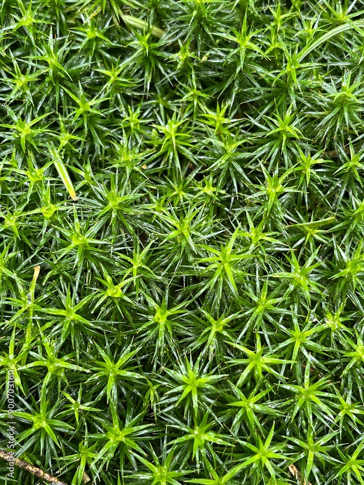background of green moss background of green moss