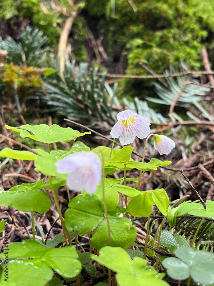 flowers in the forest