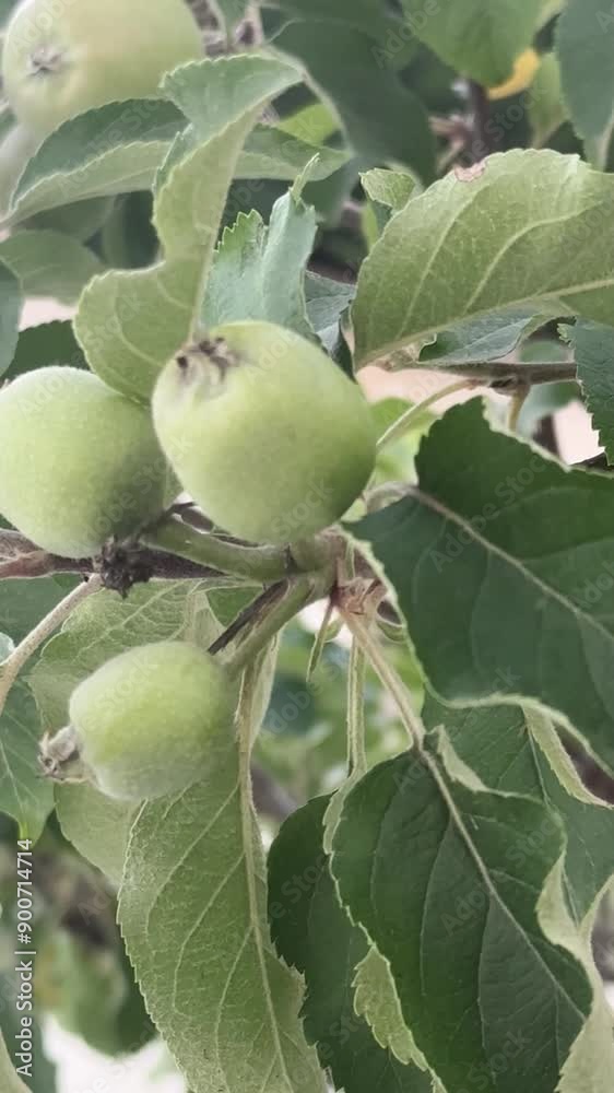 The apple tree bears fruit. The apple tree bears fruit.
