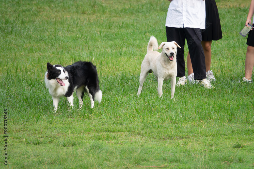 Two dogs are playing in a grassy field. One is black and white and the other is white Two dogs are playing in a grassy field. One is black and white and the other is white