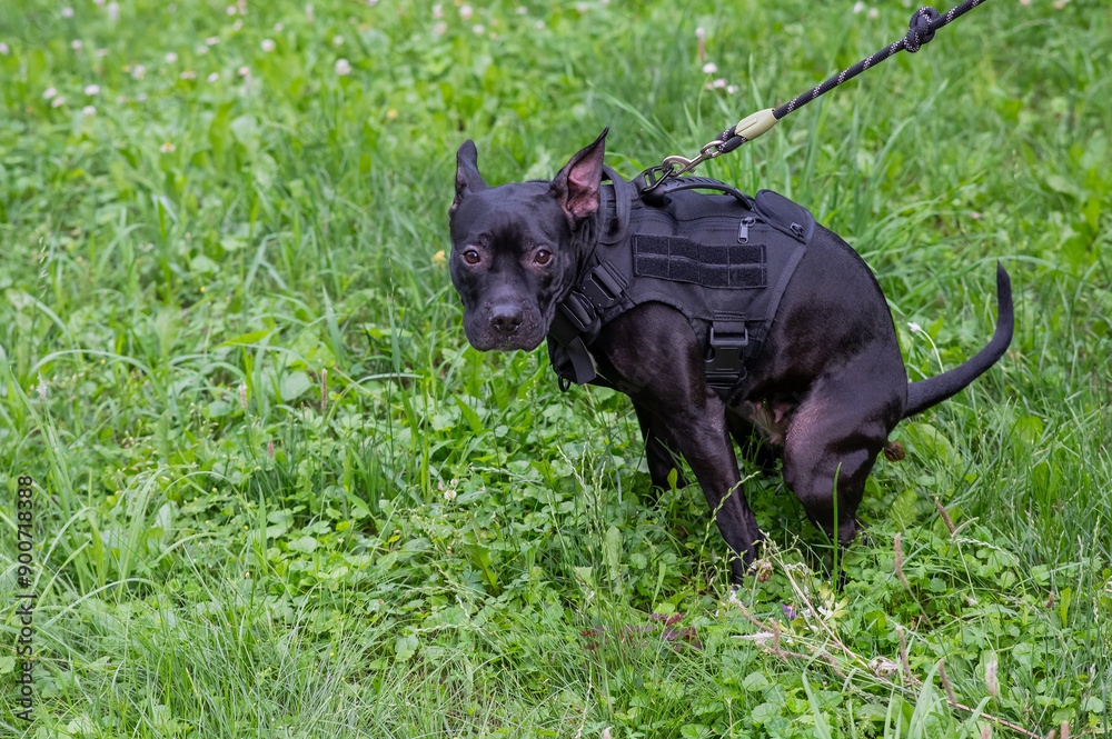 Black pitbull terrier poops while walking. Black pitbull terrier poops while walking.