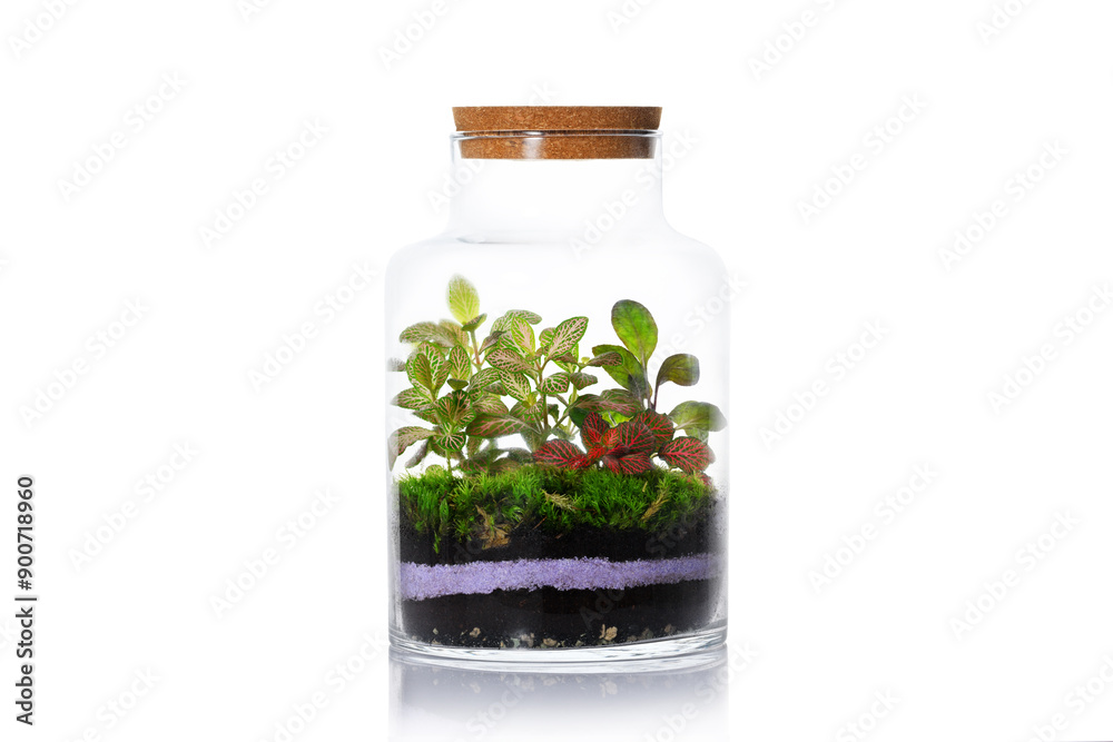 Jar with composition of small plants inside Jar with composition of small plants inside