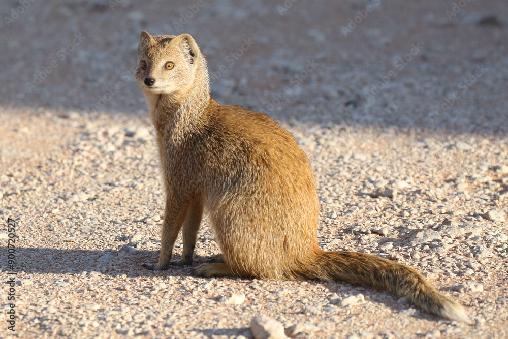 Yellow mongoose (Cynictis penicillata) inside camp at Nossob, Kgalagadi South Africa Yellow mongoose (Cynictis penicillata) inside camp at Nossob, Kgalagadi South Africa