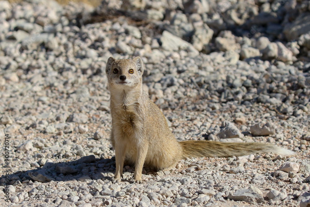 Fototapeta premium Yellow mongoose (Cynictis penicillata) inside camp at Nossob, Kgalagadi South Africa