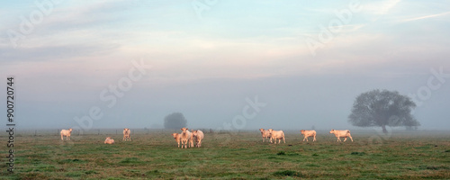 cows during sunrise on misty morning in valley of river Aisne near Charleville mezieres in champagne ardenne