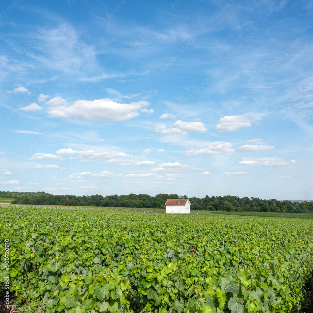 Φωτογραφία vineyards of veuve clicquot in the champagne region between reims and epernay in