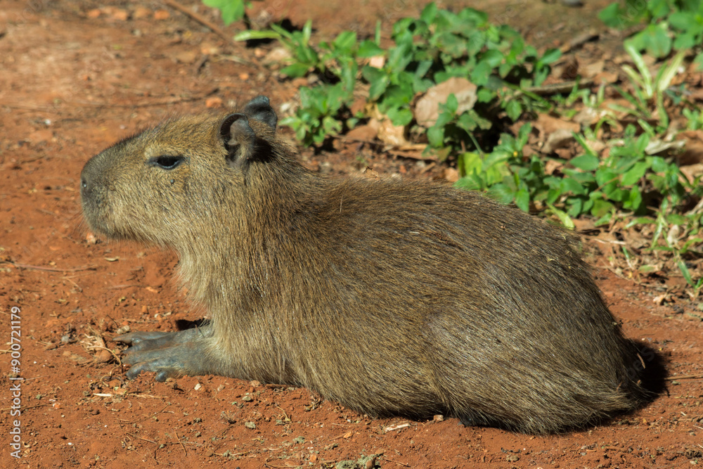 Um filhote de capivara (Hydrochoerus hydrochaeris) deitado no chão de terra . Um filhote de capivara (Hydrochoerus hydrochaeris) deitado no chão de terra .