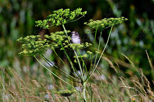 Neuntöter (Lanius collurio) - Weibchen auf Wiesen-Bärenklau (Heracleum sphondylium) // Red-backed shrike - female on common hogweed  photo