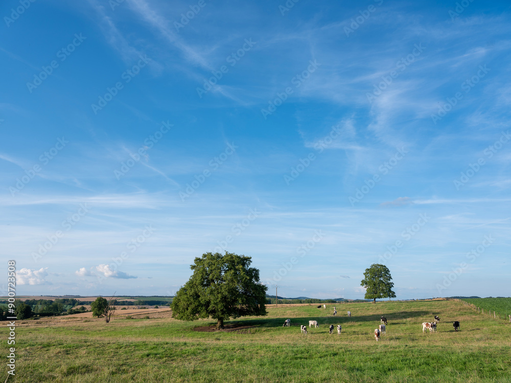 Fototapeta premium cows in hilly countryside of champagne-ardenne