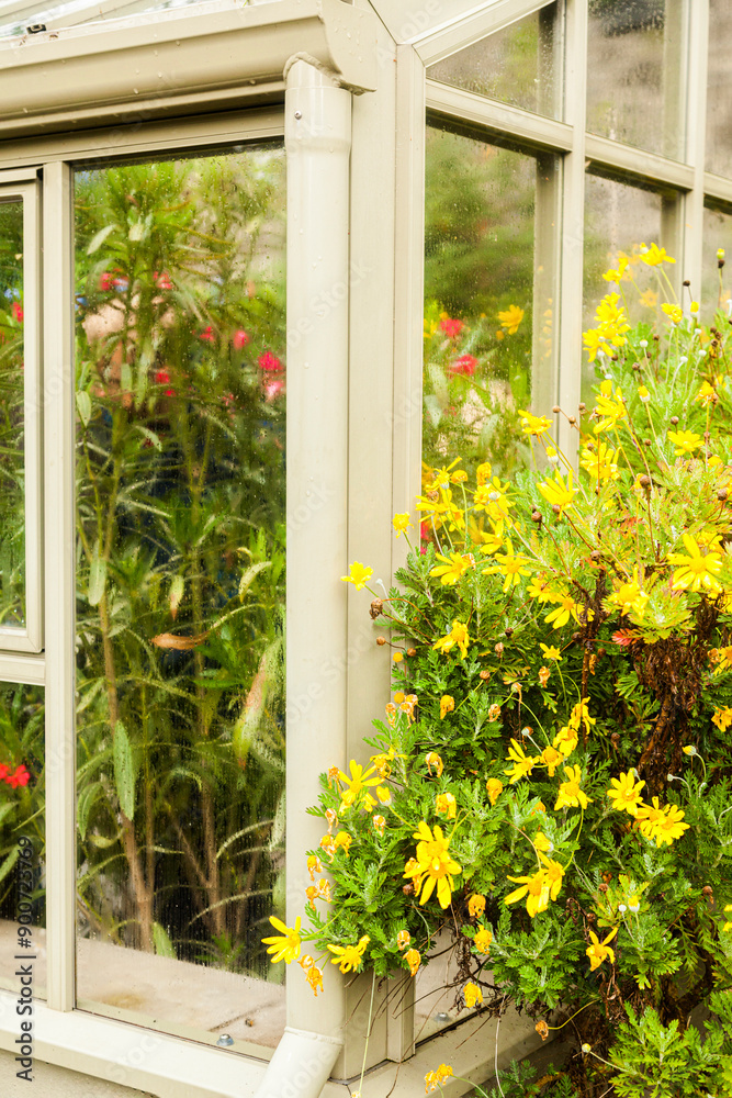 ventana de invernadero con flores amarillas en su exterior y macetas con flores coloridas en el interior. ventana de invernadero con flores amarillas en su exterior y macetas con flores coloridas en el interior.