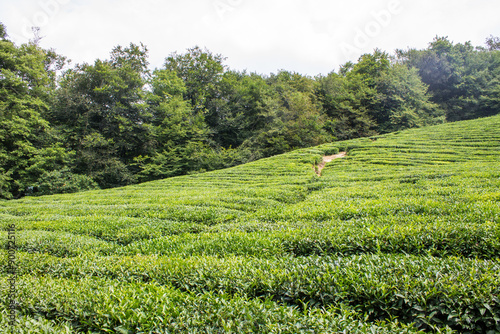 Matsesta tea plantation with neat rows of green bushes with lush foliage on the hills and copy space on a summer day in Sochi Russia photo