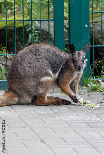 A kangaroo is standing in front of a green fence photo