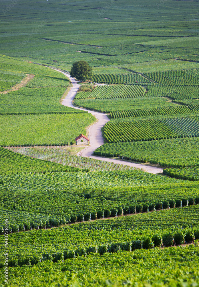 vineyards in the champagne region between reims and epernay in france