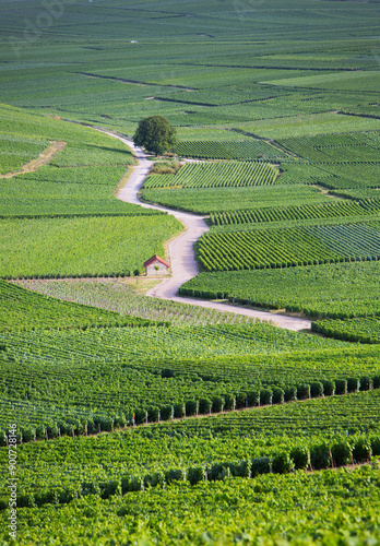 Obraz na płótnie vineyards in the champagne region between reims and epernay in france w salonie